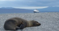 Sea lion pup, Galapagos