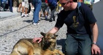 Santorini Greece Dog