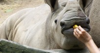 Baby Rhino Feeding, Singapore Zoo
