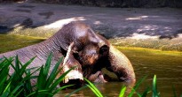 Singapore zoo