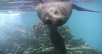 Galapagos sea lion