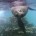 Galapagos sea lion