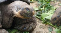 Giant Tortoise Galapagos