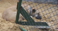 Bangkok Street Dog, Soi Dog