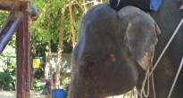 Elephant Koh Samui, Thailand