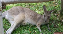 Singapore Zoo Kangaroo