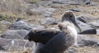 baby albatross