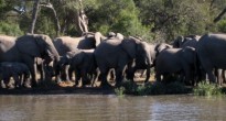 Phinda Private Game Reserve