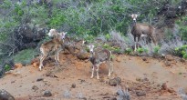 Lanai Mouflon
