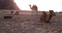 Wadi Rum Camels