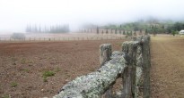 Koele Fog Fence