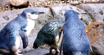 antarctic centre