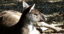 HS Roo