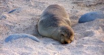Sea Lion Galapagos Sea Lion Galapagos
