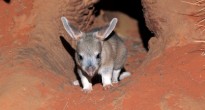 Alice Springs Desert Park