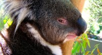 Healesville Sanctuary