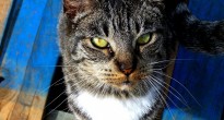 Cat yellow eyes Cat yellow eyes