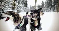 Kingmik Dogsled Tours