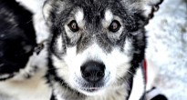 Kingmik dogsled tours