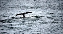 Humpback whale, Iceland Humpback whale, Iceland