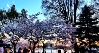 Cherry blossoms, Washington DC