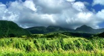 Green St Kitts