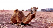 Baby camel, Wadi Rum Jordan