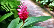 Jim Thompson House Flower, Bangkok