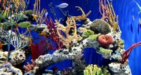 Georgia Aquarium
