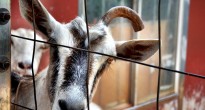 Unicorn Surfing Goat Dairy Maui