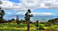 O'o Farms Maui