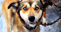 Canadian sled dog