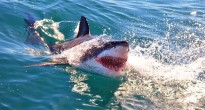 Great White Shark