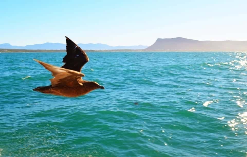 bird south africa