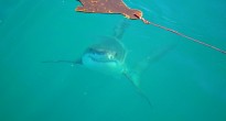 Great White Shark South Africa
