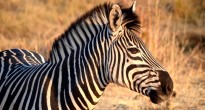 Zebra Victoria Falls Private Game Reserve, Zimbabwe