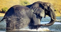 Elephant Botswana