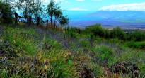 Lavender Farm Maui