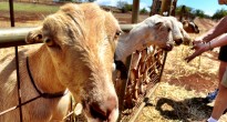 Surfing Goat Dairy Maui
