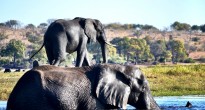 Two elephants, Botswana