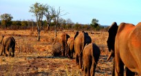 Sunset Elephant Procession in Zimbabwe
