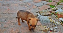 Puppy, Township in South Africa