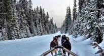 Dog sled Alberta