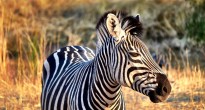 Zebra Zimbabwe
