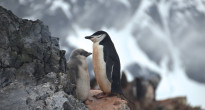 Penguins Antarctica