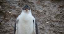 Penguin Antarctica