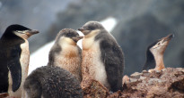 Antarctica penguins