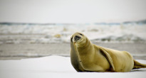 Antarctica Seal