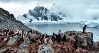 Penguins in Antarctica