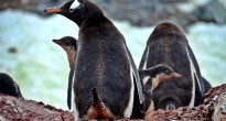 Penguins Antarctica